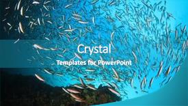  Presentation with tropical reef fish - Colorful presentation theme enhanced with coral reef and tropical fish backdrop and a  colored foreground