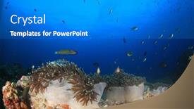  Presentation with coral reef - PPT theme enhanced with coral-reef-anemones-clownfish-underwater background and a gray colored foreground