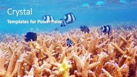  Presentation with corral reef - Cool new presentation with aries - coral reef at south ari backdrop and a teal colored foreground