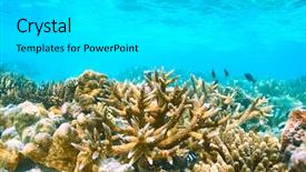  Presentation with sea coral - Slide set having coral reef at south ari background and a  colored foreground