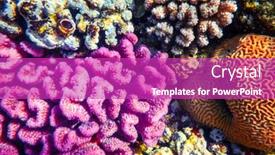  Presentation with sea coral - Amazing PPT layouts having coral-reef-colony-in-red backdrop and a purple colored foreground