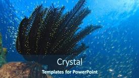  Presentation with fish ocean - Slide deck enhanced with coral reef featherstar fish underwater in ocean background and a ocean colored foreground