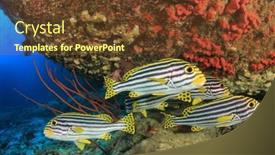  Presentation with fish ocean - Beautiful slides featuring coral reef fish and ocean backdrop and a tawny brown colored foreground