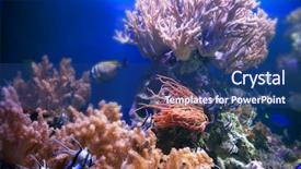 Presentation with fish ocean - Cool new slides with coral reef fish colorful plant backdrop and a  colored foreground