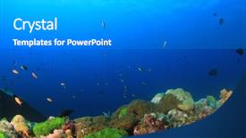  Presentation with fish at sea - PPT theme having coral reef fish underwater sea background and a light gray colored foreground