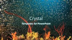  Presentation with coral reef - Cool new slide set with coral-reef-fish-underwater backdrop and a ocean colored foreground