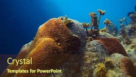  Presentation with sea coral - Colorful slides enhanced with coral reef in a blue tropical sea backdrop and a tawny brown colored foreground