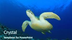  Presentation with sea green ribbon ovarian cancer - Cool new slides with coral reef in blue ocean backdrop and a ocean colored foreground