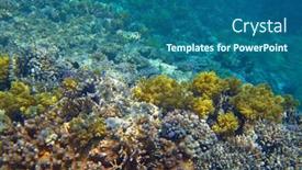  Presentation with sea coral - Cool new PPT theme with coral-reef-in-res-sea backdrop and a ocean colored foreground