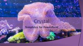  Presentation with reef tank marine aquarium blue - Cool new presentation theme with coral-reef-in-sunlightmarine-aquarium backdrop and a coral colored foreground