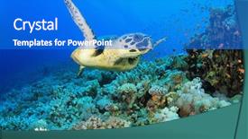  Presentation with sea coral - Audience pleasing presentation theme consisting of hawksbill sea turtle on coral backdrop and a cobalt blue colored foreground