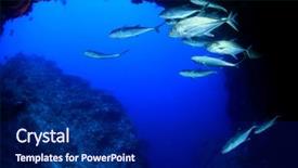  Presentation with drop anchor - PPT layouts enhanced with coral reef jackfish at drop background and a navy blue colored foreground