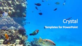  Presentation with fishes - Theme enhanced with coral reef of red sea with tropical fishes egypt background and a gray colored foreground