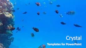  Presentation with fishes - Audience pleasing slide deck consisting of coral reef of red sea with tropical fishes egypt backdrop and a teal colored foreground