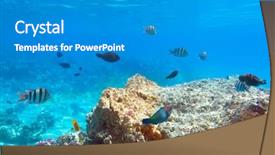  Presentation with fishes - Cool new PPT layouts with coral reef of red sea with tropical fishes egypt backdrop and a gray colored foreground