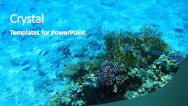  Presentation with sea coral - Theme with coral reef of red sea background and a teal colored foreground