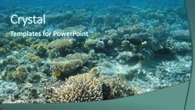  Presentation with sea coral - Colorful theme enhanced with coral reef of red sea backdrop and a ocean colored foreground