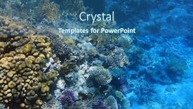  Presentation with sea coral - PPT theme featuring coral reef of red sea background and a ocean colored foreground