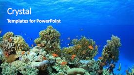  Presentation with sea coral - Audience pleasing slide set consisting of coral reef pinnacles in clear blue water of the red sea egypt backdrop and a cobalt blue colored foreground