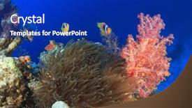  Presentation with coral - Beautiful slide set featuring coral reef scene with anemone backdrop and a royal blue colored foreground