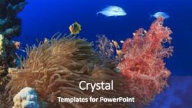  Presentation with clownfish nemo fish - Colorful presentation theme enhanced with coral reef scene with anemone backdrop and a tawny brown colored foreground
