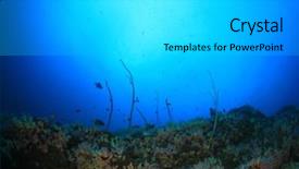  Presentation with reef octopus underwater - Audience pleasing slide deck consisting of coral reef sea ocean underwater backdrop and a  colored foreground