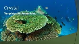  Presentation with sea coral - Presentation theme consisting of coral reef sea turtle and scuba diver background and a dark gray colored foreground