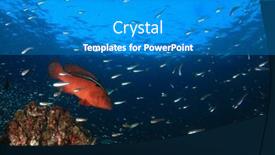  Presentation with tropical reef fish - 