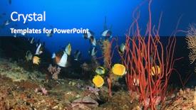  Presentation with fish ocean - Cool new slide deck with coral reef underwater and fish backdrop and a teal colored foreground