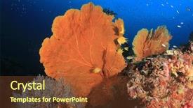  Presentation with tuna fish underwater in ocean - Beautiful PPT theme featuring coral reef underwater in ocean backdrop and a  colored foreground