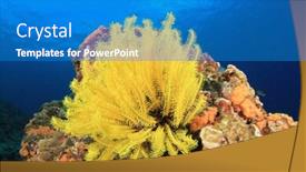  Presentation with coral - Presentation design consisting of coral reef underwater with featherstars background and a teal colored foreground