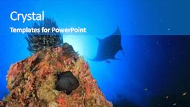  Presentation with coral - Audience pleasing slide deck consisting of coral reef underwater with manta ray swimming overhead backdrop and a cobalt blue colored foreground