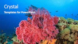  Presentation with coral reef - Audience pleasing PPT theme consisting of coral reef underwater backdrop and a teal colored foreground