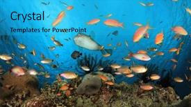 Presentation with tropical reef fish - Audience pleasing theme consisting of coral reef with a variety of tropical fish anthias pufferfish and cardinalfish backdrop and a cyan colored foreground