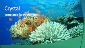  Presentation with coral reef - Audience pleasing theme consisting of coral reef with acropora backdrop and a teal colored foreground