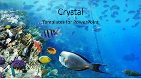  Presentation with coral reef - PPT theme consisting of coral reef with exotic fish background and a cyan colored foreground
