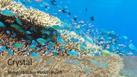  Presentation with coral - Presentation theme having coral reef with fish background and a coral colored foreground