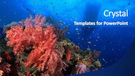  Presentation with coral reef - Amazing PPT layouts having coral-reef-with-scuba-dive backdrop and a teal colored foreground