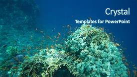  Presentation with fishes - Beautiful presentation theme featuring coral reef with soft and hard corals with exotic fishes anthias backdrop and a dark gray colored foreground