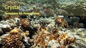  Presentation with fishes - Beautiful presentation featuring coral reef with soft and hard corals with exotic fishes anthias backdrop and a tawny brown colored foreground