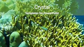  Presentation with fishes - Presentation theme featuring coral reef with soft and hard corals with exotic fishes anthias background and a tawny brown colored foreground