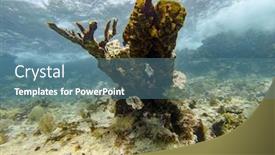  Presentation with coral reef - Audience pleasing slide set consisting of coral-reef-with-with-hard backdrop and a teal colored foreground