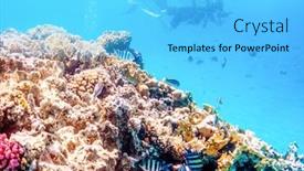  Presentation with divers - Presentation theme with coral reefs and divers wonderful underwater world background and a light blue colored foreground