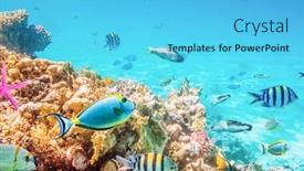  Presentation with coral - Slide set enhanced with coral reefs and fish and diver underwater world background and a cyan colored foreground
