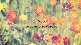  Presentation with coral - Slides featuring coral wedding - beautiful flowers with instagram effect background and a coral colored foreground