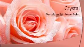  Presentation with pink wedding - Colorful theme enhanced with coral wedding - closeup shot of pink rose backdrop and a coral colored foreground