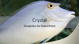  Presentation with coral - PPT theme enhanced with coral wedding - colorful fish background and a  colored foreground