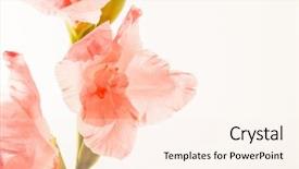  Presentation with white flowers - Cool new slide deck with coral wedding - gladiolus flowers isolated on white backdrop and a cream colored foreground