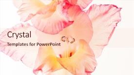  Presentation with white flowers - Amazing slide set having coral wedding - gladiolus flowers isolated on white backdrop and a lemonade colored foreground