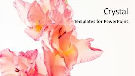  Presentation with white flowers - Presentation design consisting of coral wedding - gladiolus flowers isolated on white background and a cream colored foreground